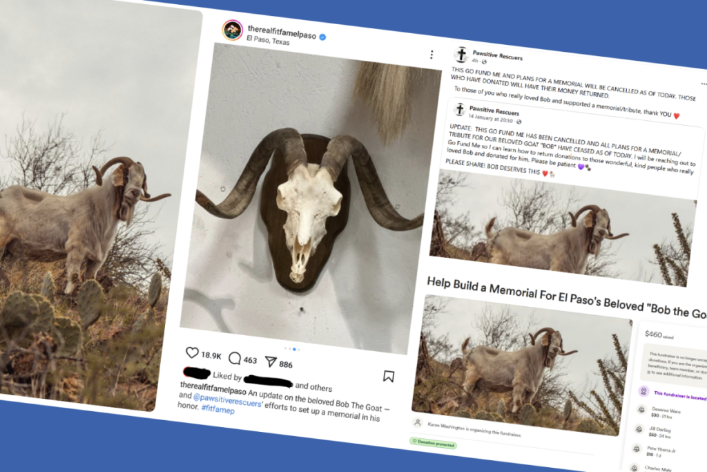 bob_goat_collage