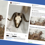 bob_goat_collage