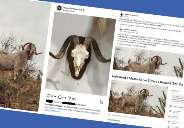 bob_goat_collage