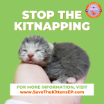 Kitten Shower _Instagram Post _Square__ _1_