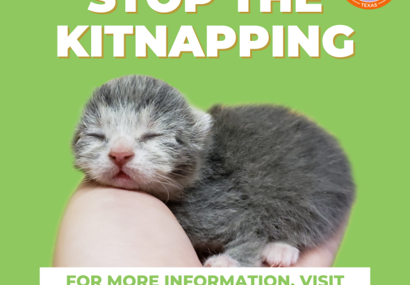 Kitten Shower _Instagram Post _Square__ _1_