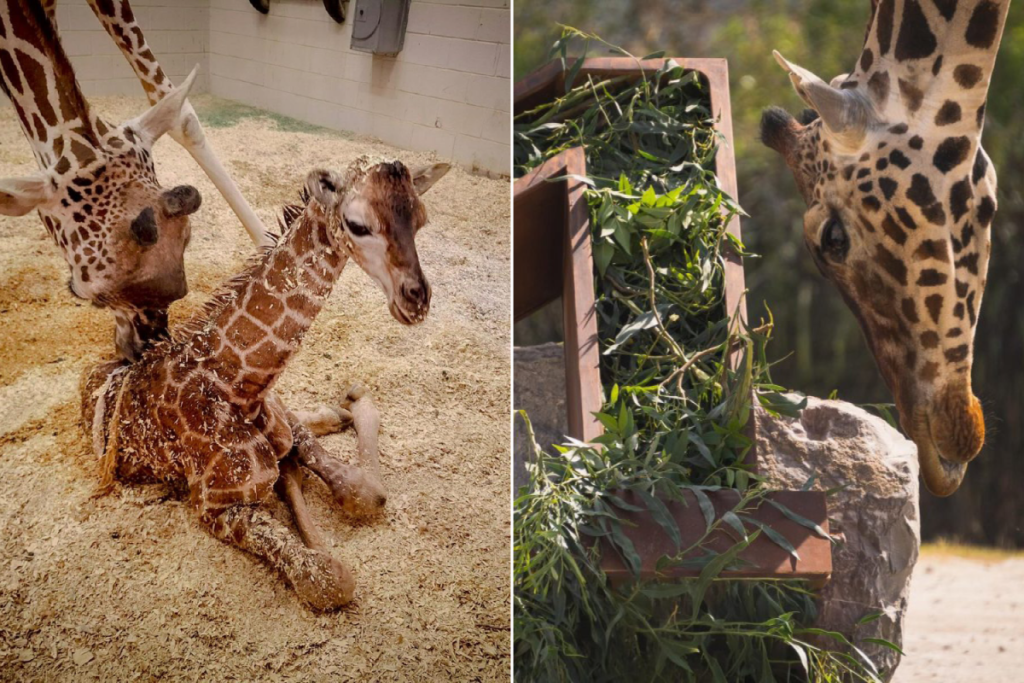 babygiraffee