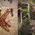 babygiraffee