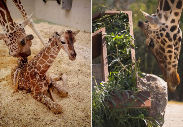 babygiraffee