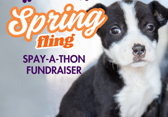 springfling